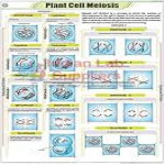 Plant Cell Meiosis Chart